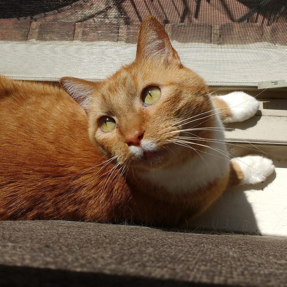 Meet your Posher, Megan